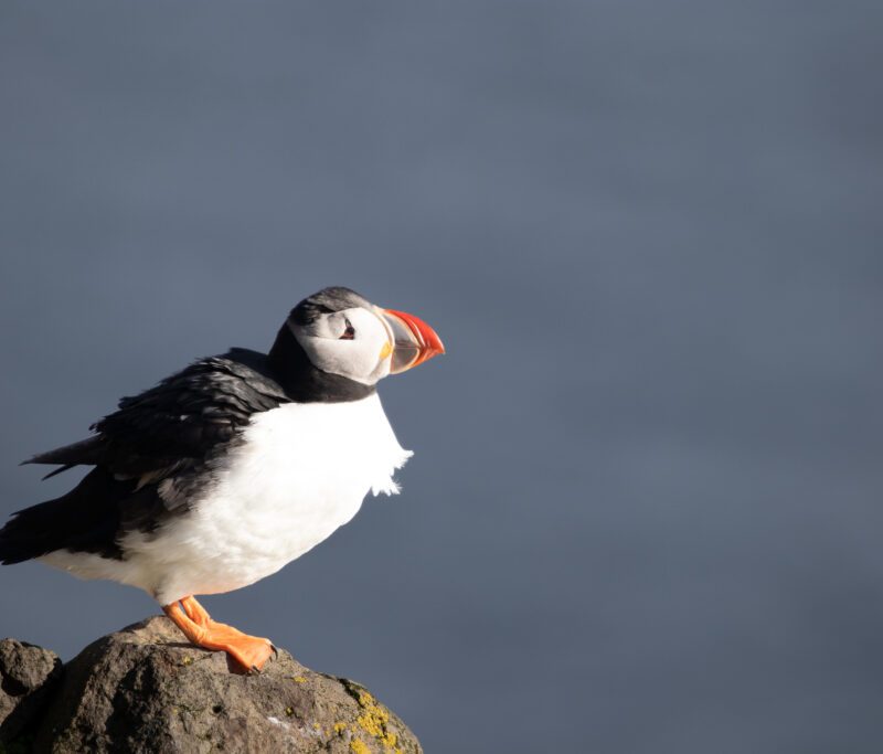 Storytelling Through Bird Photography: Lessons from the Field