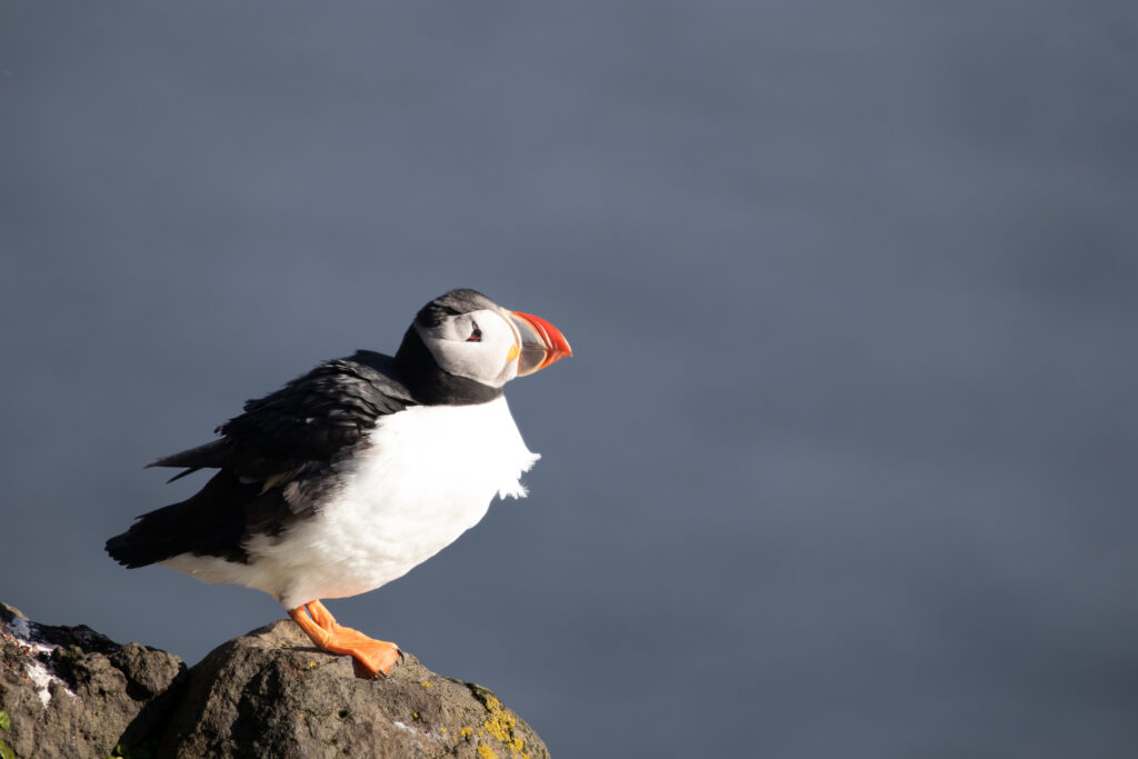 Storytelling Through Bird Photography: Lessons from the Field