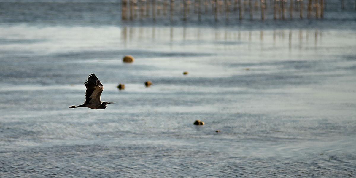 Travelers practicing sustainable birding while exploring protected natural habitats responsibly