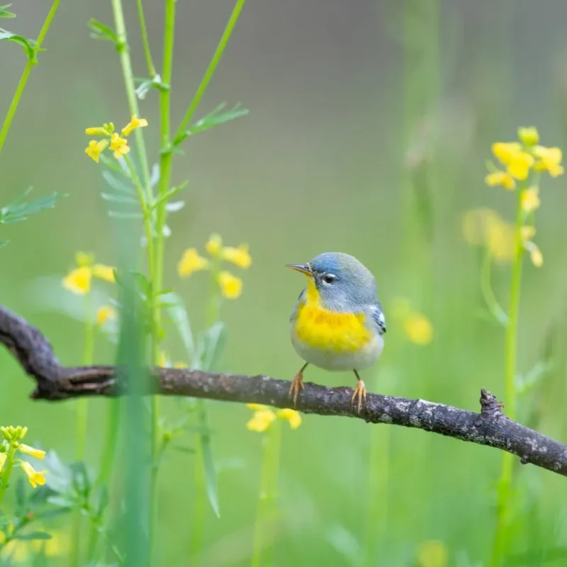 Ten Tips for Better Bird Photography in East Africa