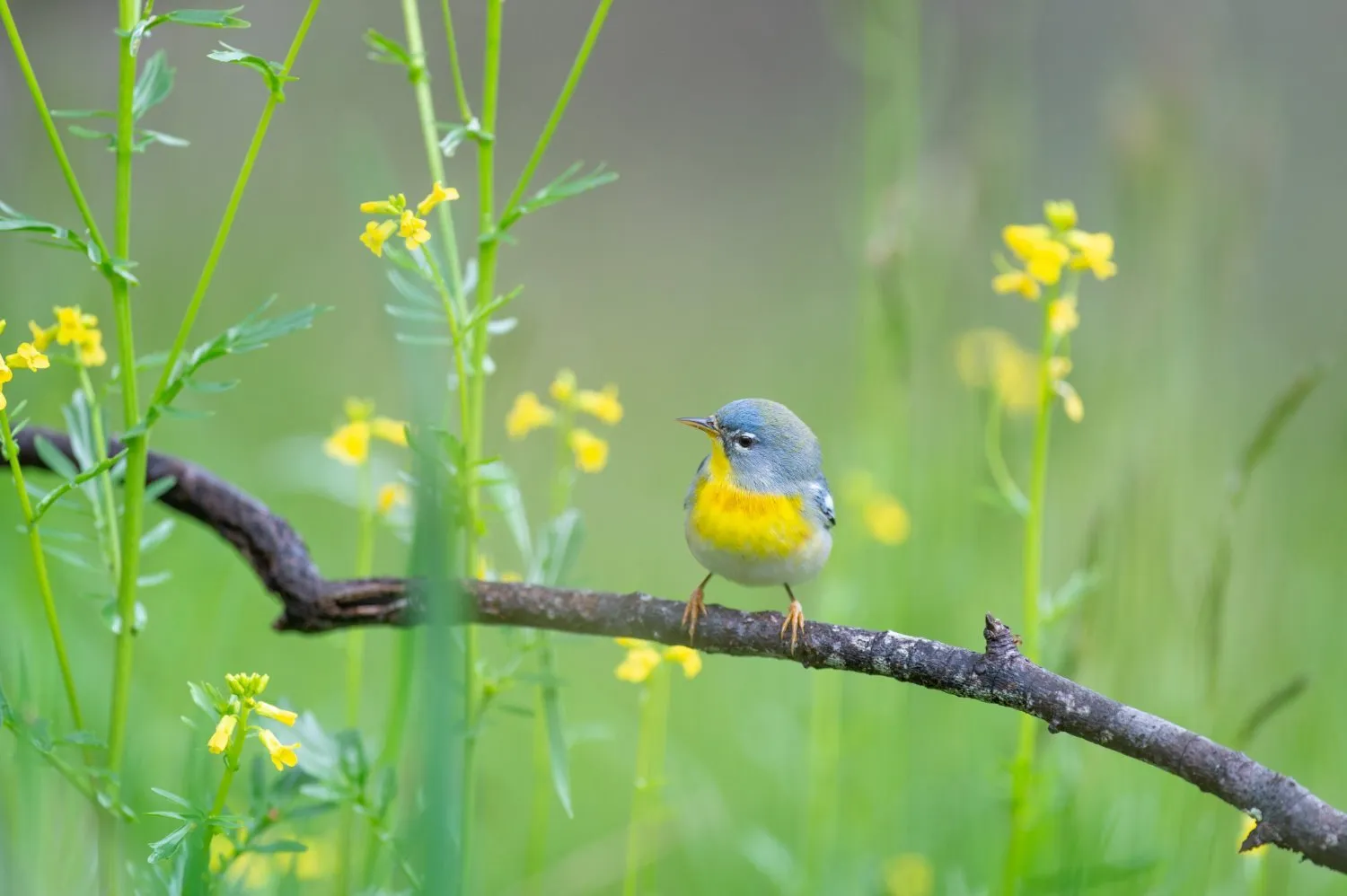 Ten Tips for Better Bird Photography in East Africa