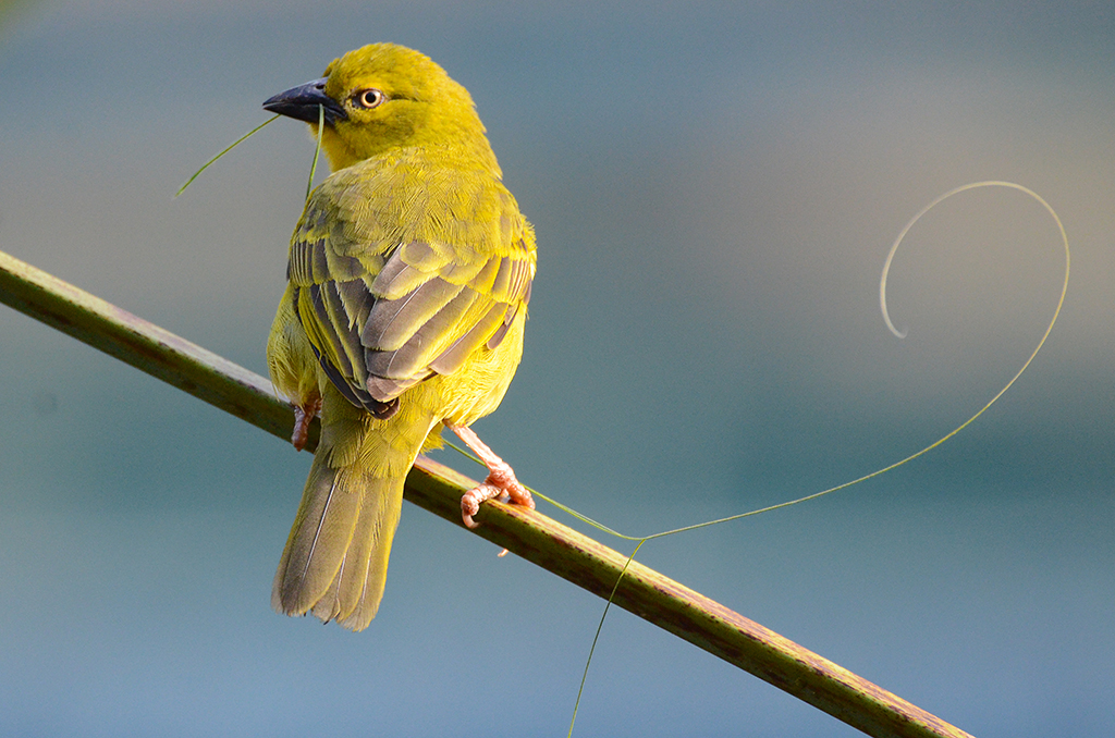 Ten Tips for Better Bird Photography in East Africa’s Diverse Wildlife Habitats