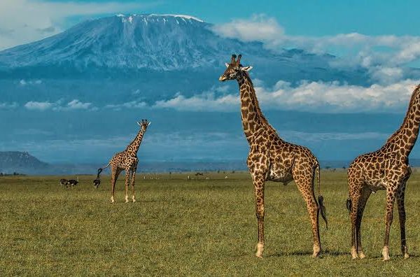 The Role of National Parks in Protecting East Africas Birdlife