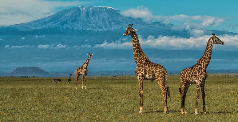 The Role of National Parks in Protecting East Africas Birdlife