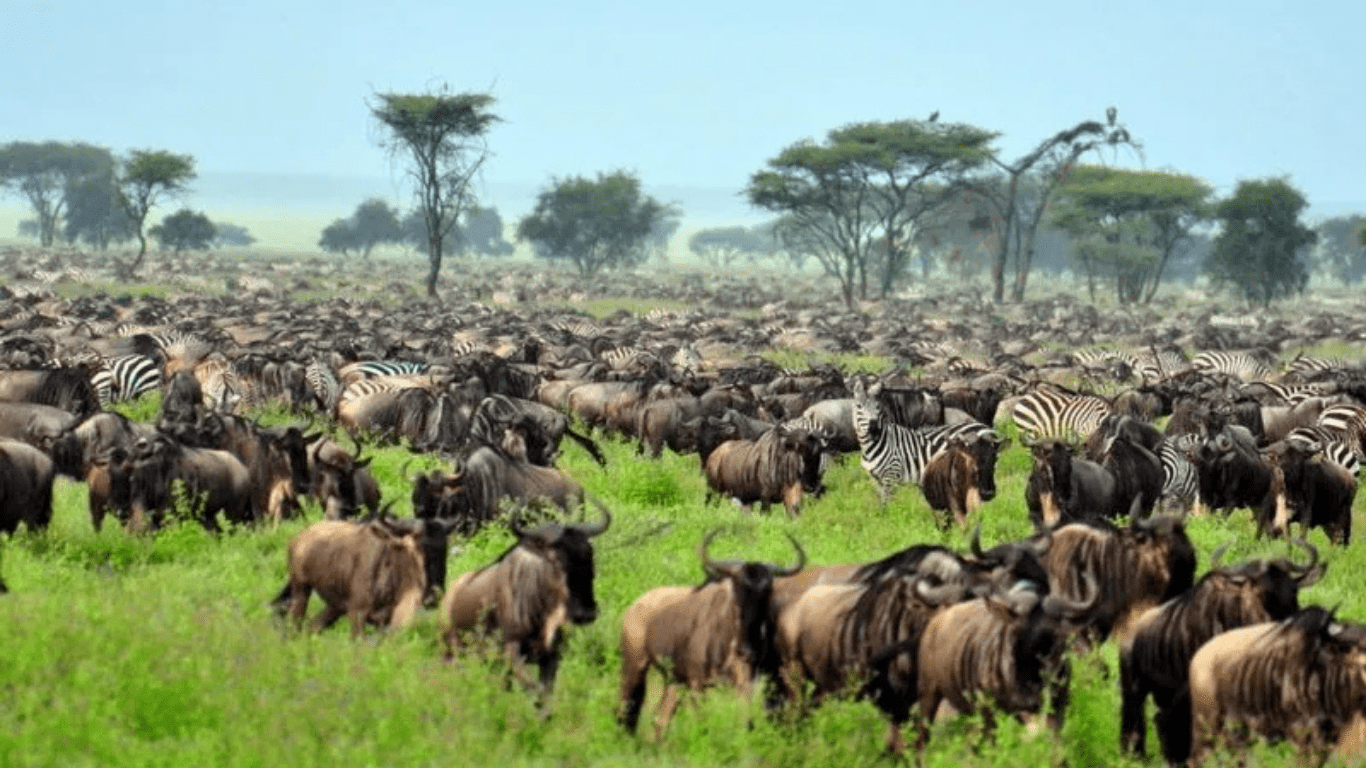 The Role of National Parks in Protecting East Africa’s Birdlife and Preserving Natural Habitats