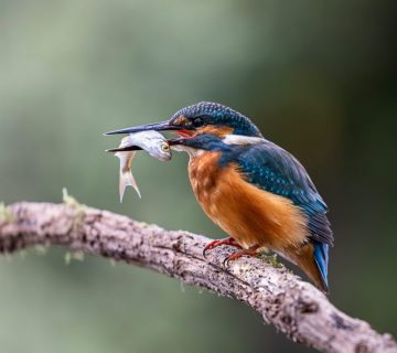 The Ultimate 14 Day East Africa Birding Safari Itinerary