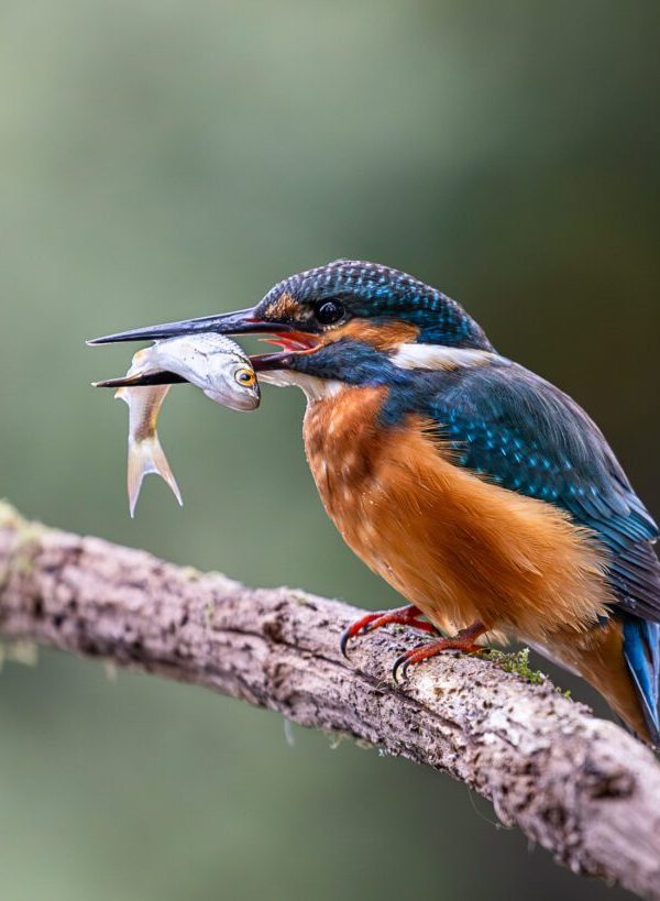 The Ultimate 14 Day East Africa Birding Safari Itinerary