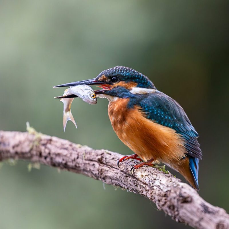 The Ultimate 14-Day East Africa Birding Safari Itinerary The Ultimate 14-Day East Africa Birding Safari Itinerary