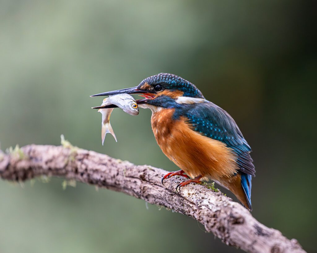 The Ultimate 14 Day East Africa Birding Safari Itinerary