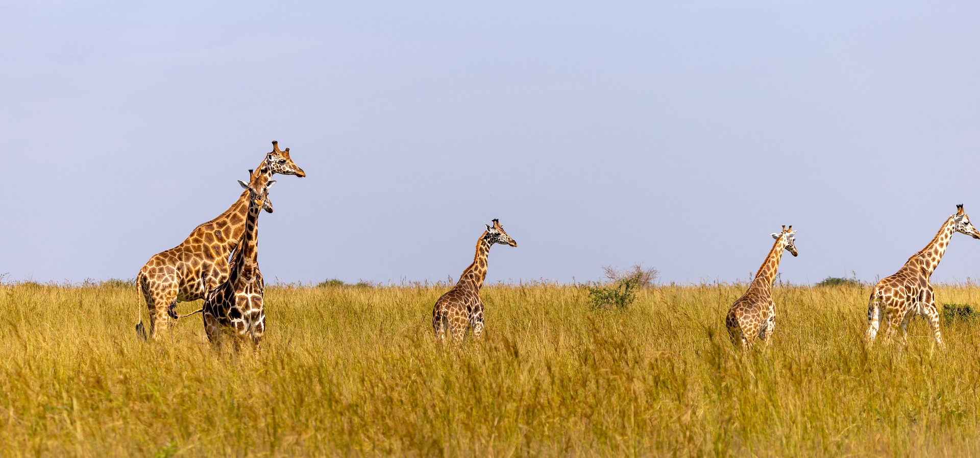 Giraffes grazing across East Africa’s savanna during a scenic birding safari at sunrise