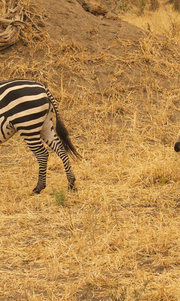 Zebras Grazing