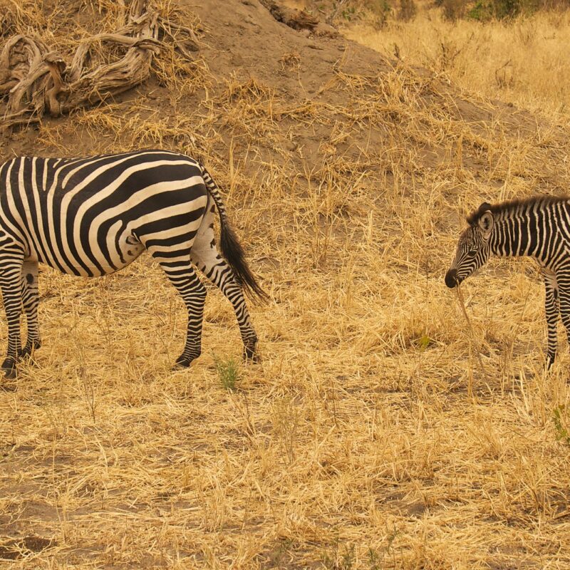 Three Zebra Sightings Zebras Grazing