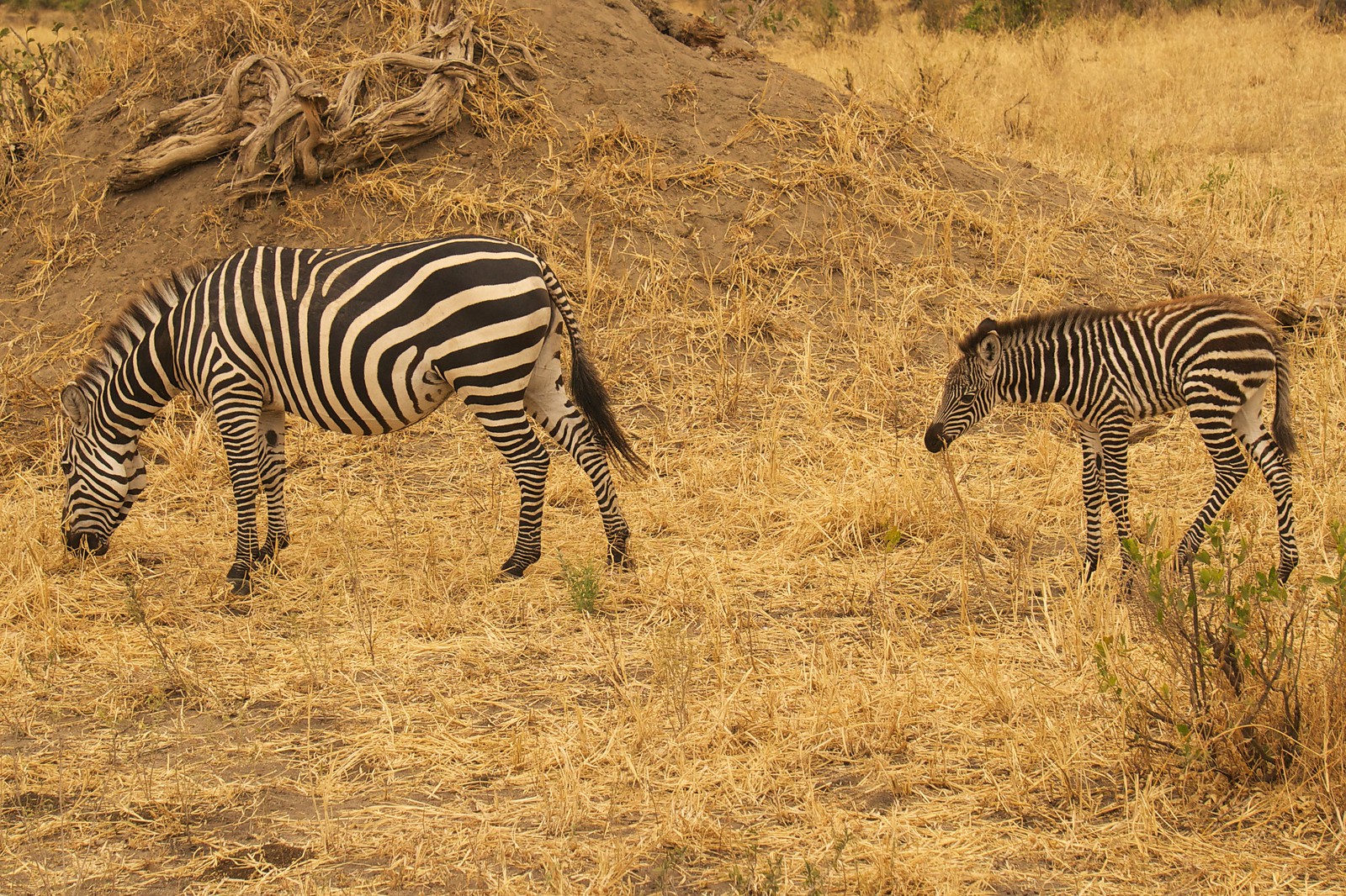 Zebras Grazing