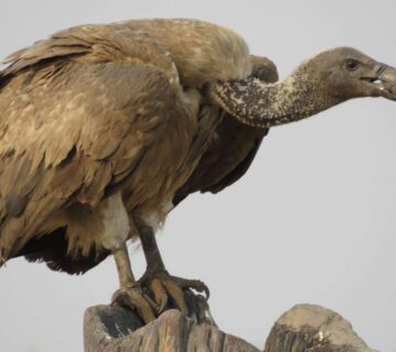 Vultures of East Africa: Unsung Heroes in Decline