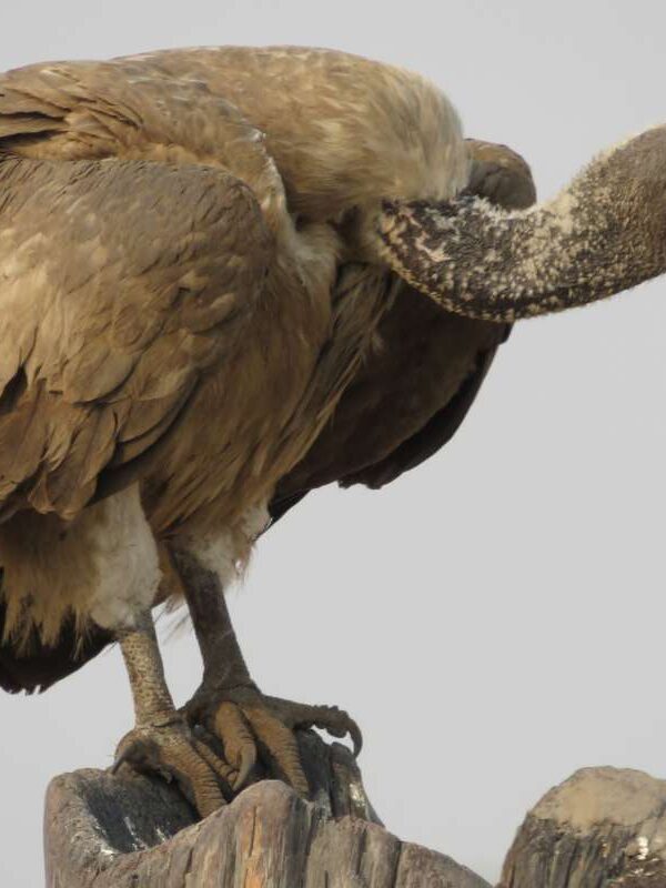 Vultures of East Africa: Unsung Heroes in Decline