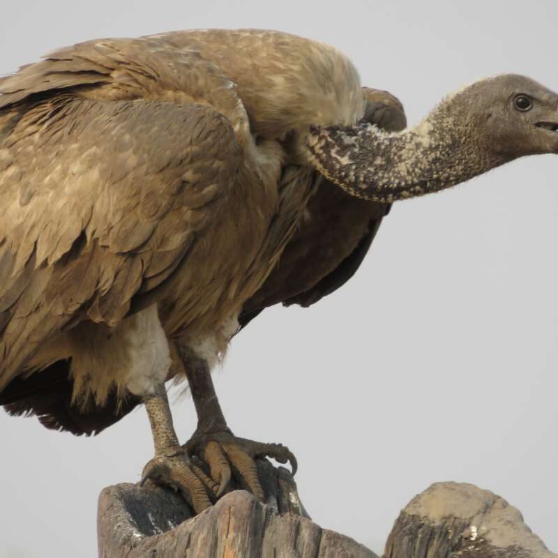 Vulture-feature-image Vultures of East Africa: Unsung Heroes in Decline