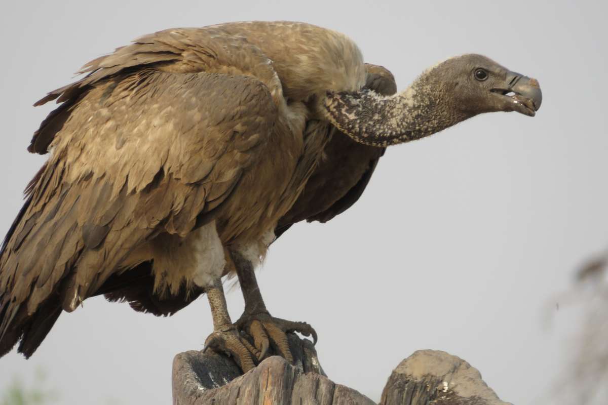 Vultures of East Africa: Unsung Heroes in Decline