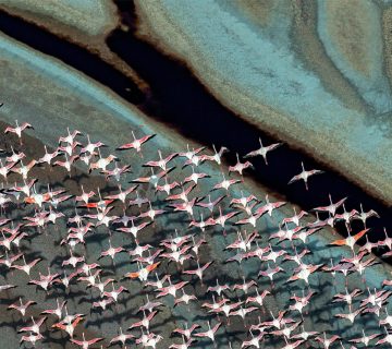 Wader Watching Along East Africas Rift Valley Lakes