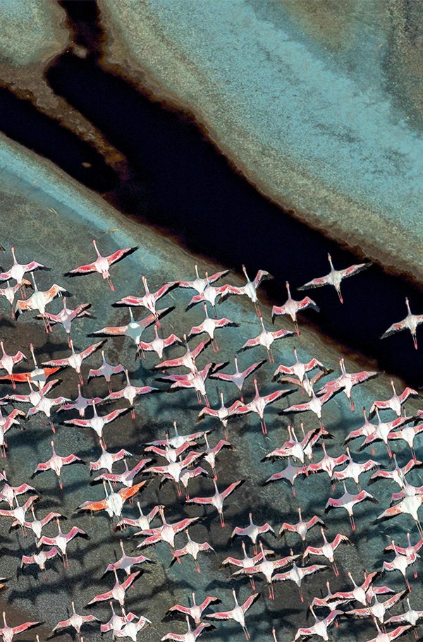 Wader Watching Along East Africas Rift Valley Lakes