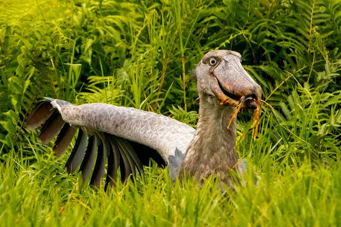 What Travelers Should Know Before Trying Bird Watching in Entebbe, Uganda and its diverse wetland habitats