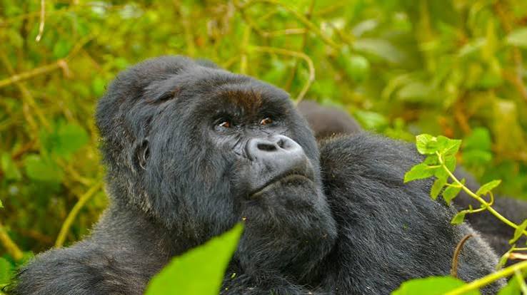 Why Hiring a Local Guide Matters for Gorilla Habituation in Nairobi National Park