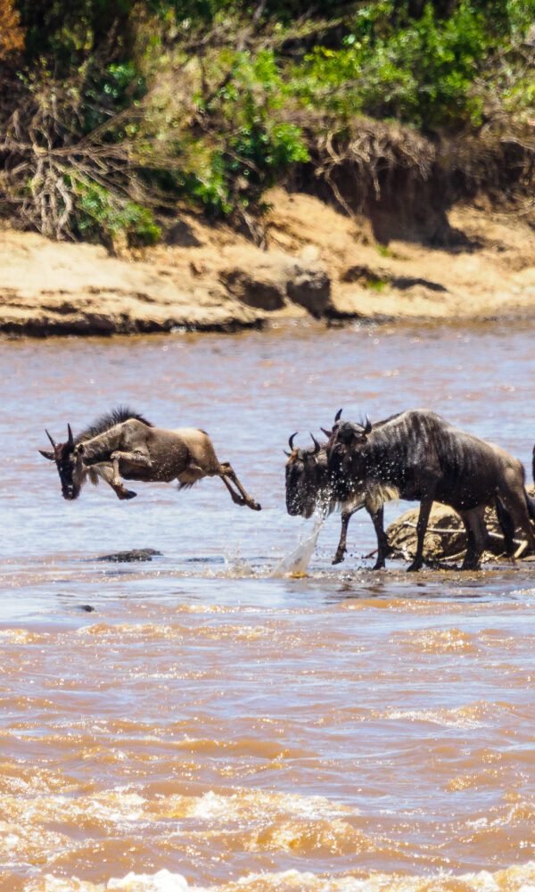 Wildlife safari Kenya, why a group safari in Kenya is better than going solo