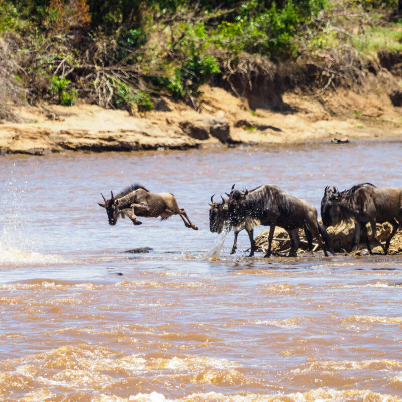 Wildlife safari Kenya, why a group safari in Kenya is better than going solo Wildlife safari Kenya, why a group safari in Kenya is better than going solo