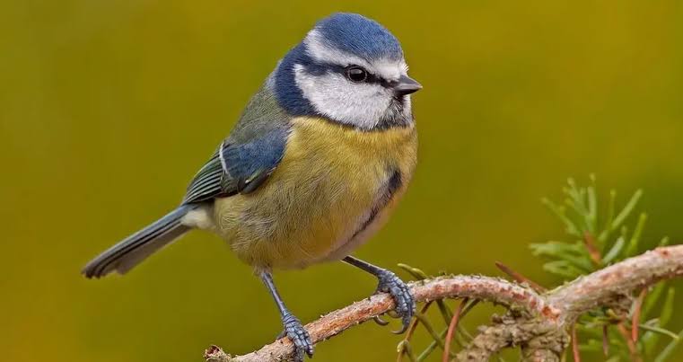 First-time birding in Rwanda with colorful forest birds across lush green habitats