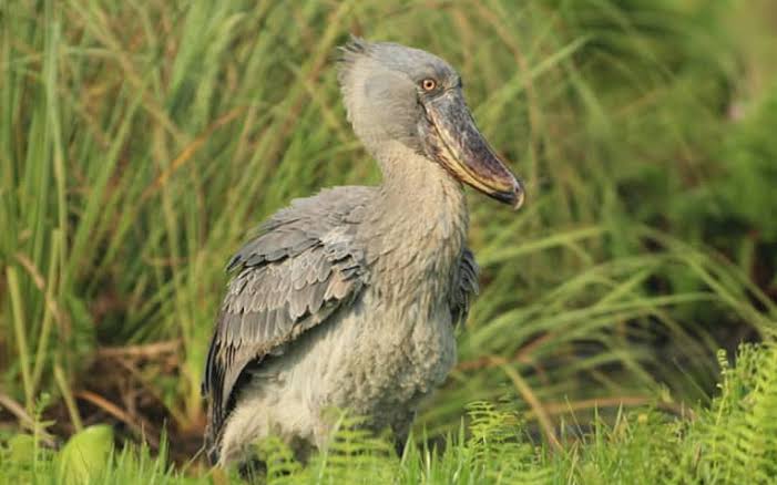 Shoebill standing calmly among papyrus reeds during peaceful morning canoe tour in Mabamba wetland.