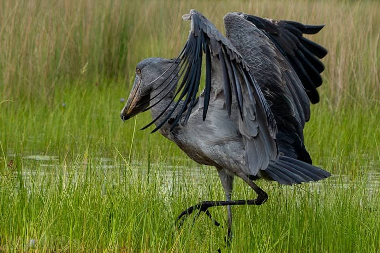 Shoebill standing quietly in Uganda wetland during peaceful early morning birdwatching excursion