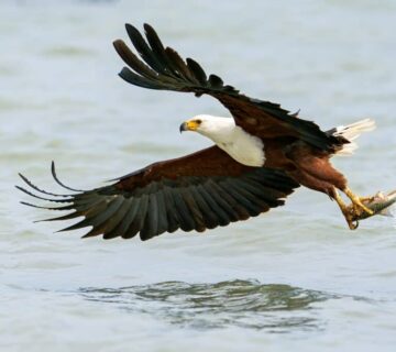 African Fish Eagle: The Sound of the African Wild