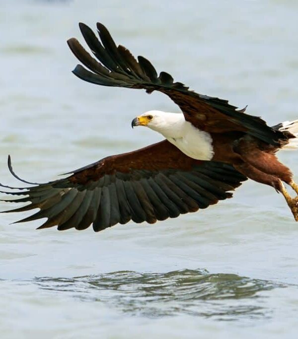 African Fish Eagle: The Sound of the African Wild