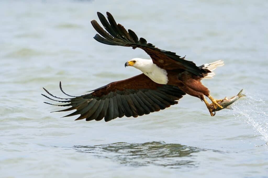 African Fish Eagle: The Sound of the African Wild