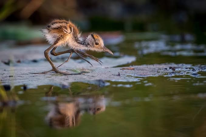 African Jacana: The Lily-Trotter of East African Wetlands
