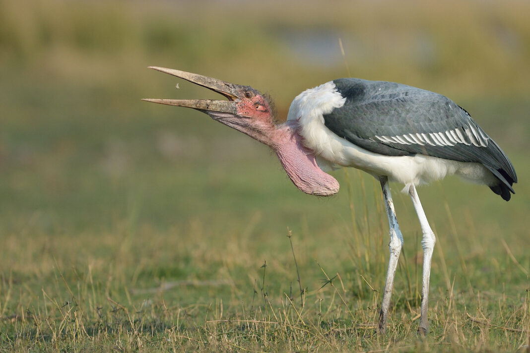Marabou stork standing tall in East Africa’s open savanna landscape near wetlands