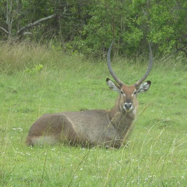 Waterbuck antelope in Akagera National Park, Rwanda
