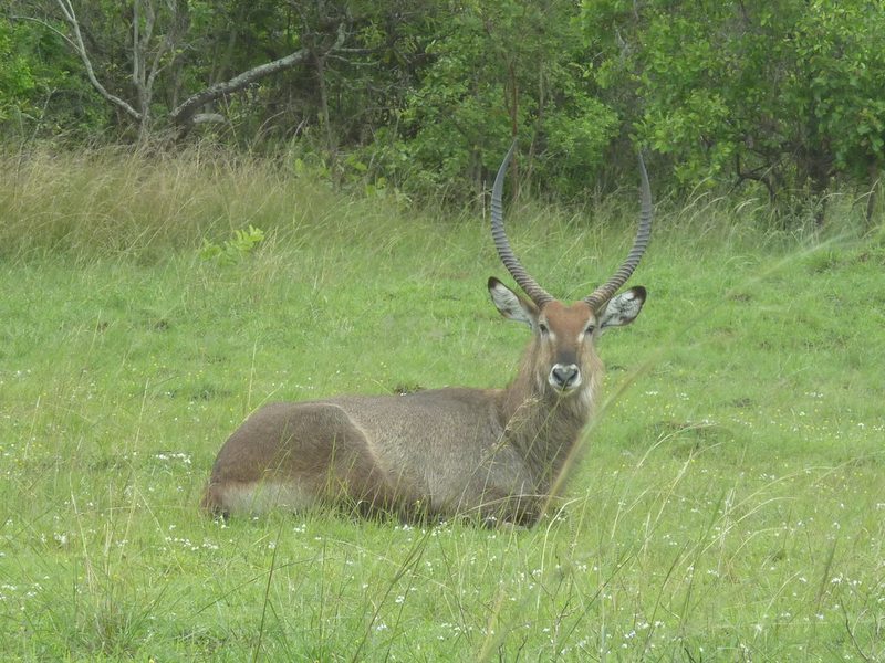 Waterbuck antelope in Akagera National Park, Rwanda