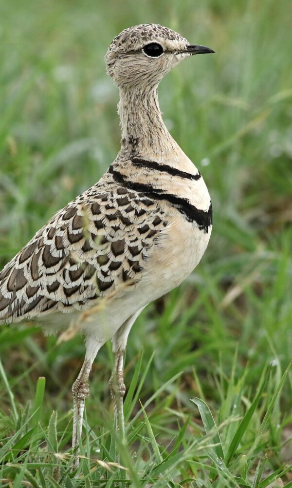 Uganda's Albertine Rift Endemics: A Complete Checklist