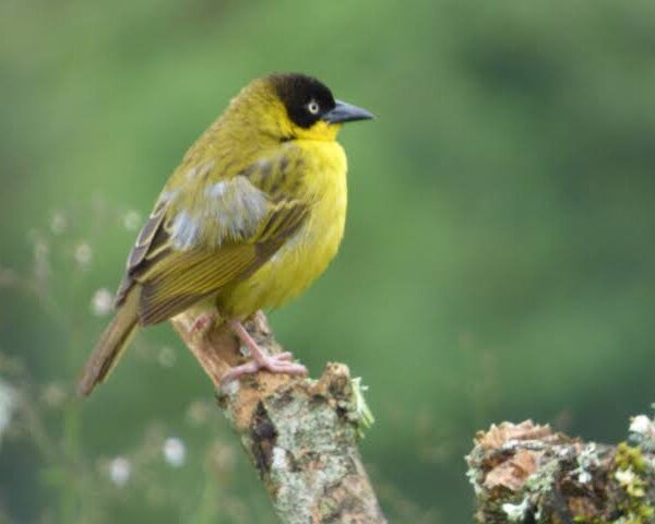 Albertine Rift Endemics: A Cross Border Birding Checklist