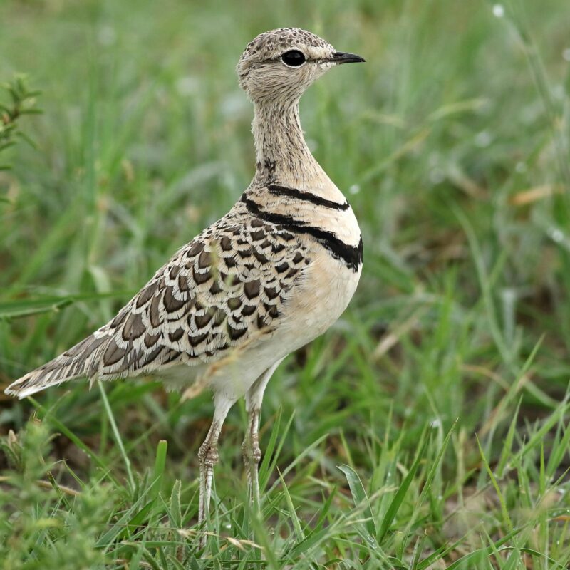 albertine-rift-endemics Uganda's Albertine Rift Endemics: A Complete Checklist