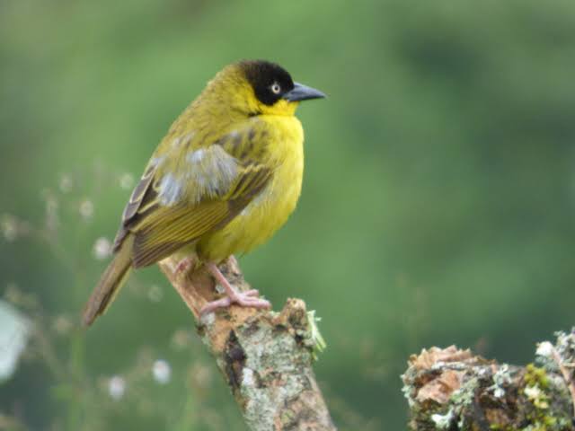 Albertine Rift Endemics: A Cross Border Birding Checklist