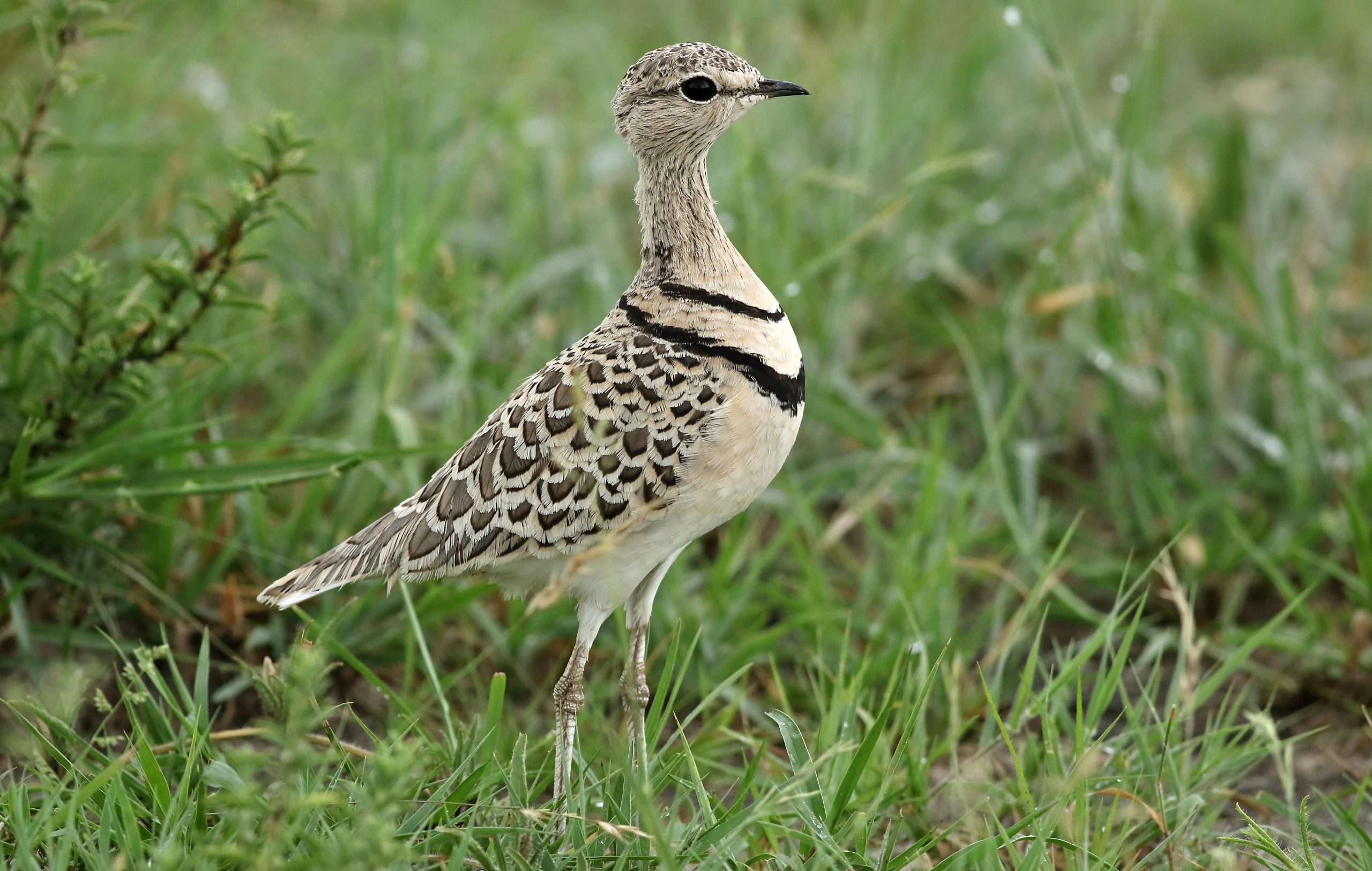 Uganda's Albertine Rift Endemics: A Complete Checklist