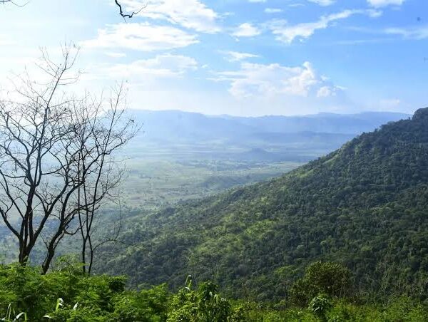 Amani Nature Reserve: Birding the Usambara Mountains