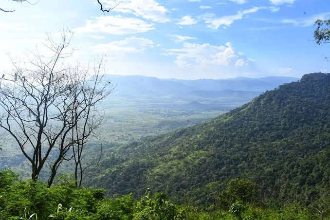 Amani Nature Reserve: Birding the Usambara Mountains