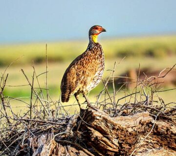 Amboseli National Park: Birding
