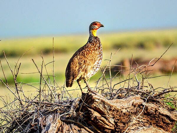 Amboseli National Park: Birding