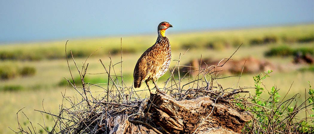 Amboseli National Park: Birding