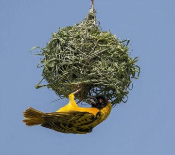 Weaverbirds: Master Architects of the African Savanna