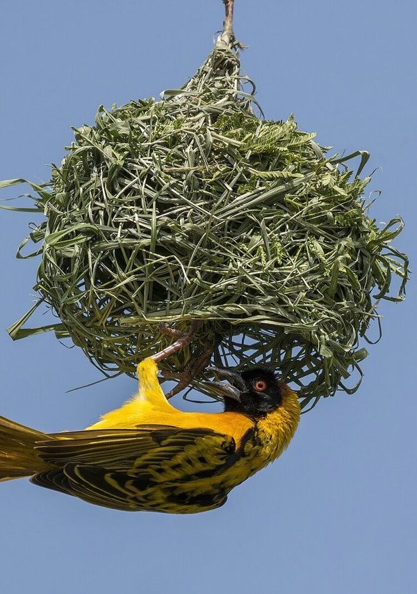 Weaverbirds: Master Architects of the African Savanna