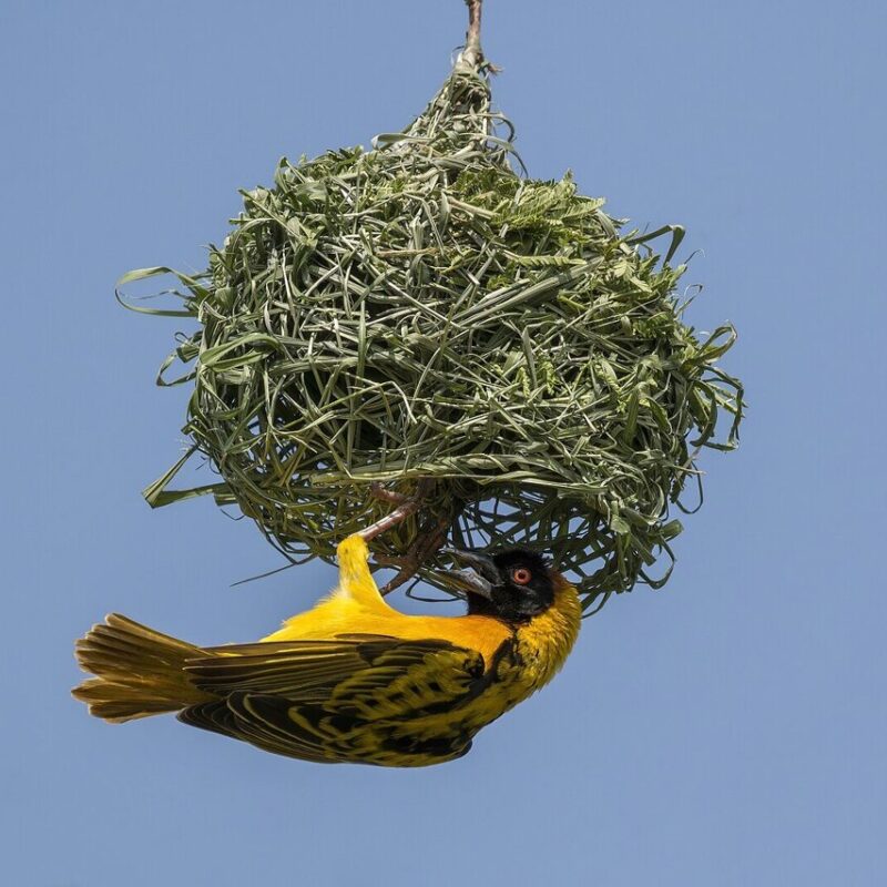avian-architects-weave Weaverbirds: Master Architects of the African Savanna